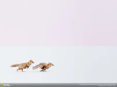 Crisp General Wallpaper Abstract Wallpaper 4K 1600x1200 Wallpaper, General, 1600x1200, White, Landscape