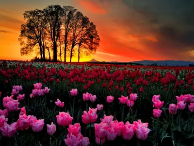 Moody Vibrant Wallpaper Nature Wallpaper 4K 1600x1200 Hd, Wallpaper:, Of, A, Vibrant, Tulip, Field, With, Pink, Red, Flowers, Sunset, Brown, Landscape