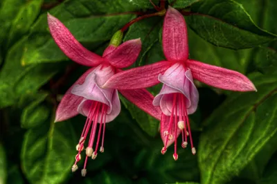 Vibrant Fuchsia Flowers Bloom Lush Nature Wallpaper 4K 2048x1365 Vibrant, Fuchsia, Flowers, Bloom, Against, Lush, Green, Foliage, Showcasing, Beauty, Nature, Desktop, Brown, Red, Ultrawide, Full HD