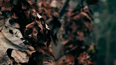 Dark Leaves Black-dark Black/Dark Wallpaper 4K 1920x1080 Dark, Leaves, Gray, Brown, Ultrawide, Full HD