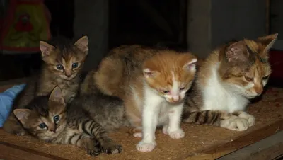 Kitten Cat Family Resting Animals Wallpaper 4K 3288x1863 Hd, Pc, Desktop, Wallpaper, Featuring, A, Kitten, And, Cat, Family, Resting, Together, Brown, Gray, Ultrawide, QHD