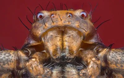 Dark Macro Wallpaper Animals Wallpaper 4K 2048x1300 Macro, Hd, Pc, Desktop, Wallpaper, Extreme, Close-up, Of, Animal, Spider, 039, Face, Gray, Ultrawide, Full HD
