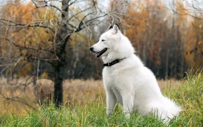 Crisp White Wallpaper Nature Wallpaper 4K 2560x1600 A, Beautiful, White, Samoyed, Dog, Sits, Gracefully, In, Grassy, Field, Surrounded, Autumn, Ultrawide, QHD