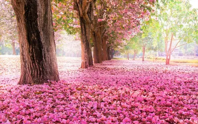 Quad Tree Lined Park Pink Cars Wallpaper 4K 2560x1600 2k, Quad, Hd, Desktop, Wallpaper, Tree-lined, Park, With, Pink, Blossoms, Petals, Carpeting, White, Ultrawide, QHD