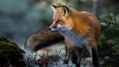 Golden Fox Wallpaper Animals Wallpaper 4K 1920x1080 Hd, Desktop, Wallpaper, Of, A, Fox, Standing, Amidst, Forest, Vegetation, Showcasing, Vibrant, Gray, Ultrawide, Full HD