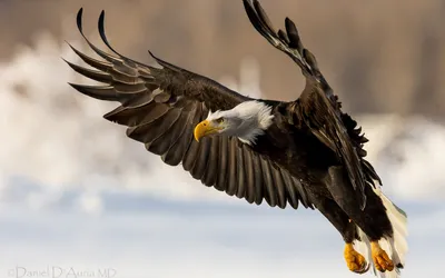 Bald Eagle Flight Its Abstract Wallpaper 4K 1920x1200 Hd, Desktop, Wallpaper, Of, A, Bald, Eagle, In, Flight, Showcasing, Impressive, Wingspan, White, Ultrawide, Full HD