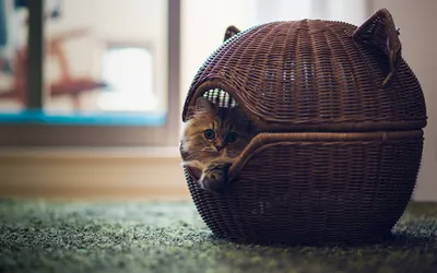 Moody Cat Wallpaper Animals Wallpaper 4K 1920x1200 Hd, Wallpaper, Of, A, Cat, Peeking, Out, From, Round, Wicker, Basket, Green, White, Ultrawide, Full HD