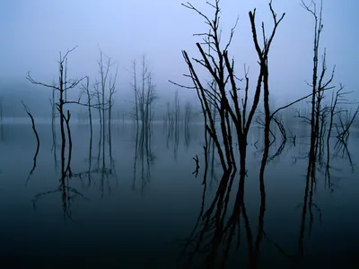 Bright Serene Wallpaper Nature Wallpaper 4K 1600x1200 A, Serene, Nature, Scene, Featuring, Bare, Trees, Reflected, Calm, Water, Shrouded, Misty, White, Landscape