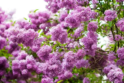 Dreamy Vibrant Wallpaper Nature Wallpaper 4K 3000x2000 A, Vibrant, Display, Of, Lilac, Flowers, Showcasing, Rich, Purple, Hues, Against, Lush, White, Gray, Pink, Landscape, QHD