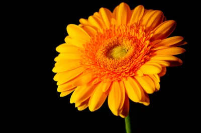 Crisp Vibrant Wallpaper Nature Wallpaper 4K 2048x1360 A, Vibrant, Orange, Gerbera, Flower, Against, Black, Showcasing, Beauty, Nature, High-definition, Desktop, Yellow, Purple, Ultrawide, Full HD