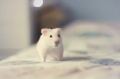 Calm Cute Wallpaper Abstract Wallpaper 4K 2048x1365 A, Cute, White, Hamster, Stands, On, Patterned, Blanket, Captured, High, Definition, Making, Gray, Ultrawide, Full HD