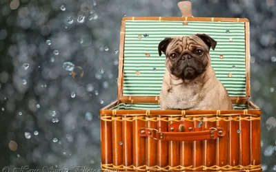 Golden Pug Wallpaper Abstract Wallpaper 4K 1920x1200 Hd, Desktop, Wallpaper, Featuring, A, Pug, Sitting, Inside, Open, Striped, Lined, Basket, Gray, Ultrawide, Full HD