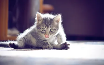 Bright Playful Wallpaper Abstract Wallpaper 4K 2560x1600 A, Playful, Gray, Kitten, Licks, Its, Paw, While, Lounging, Floor, Capturing, Moment, White, Ultrawide, QHD
