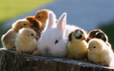 Cute White Bunny Black/Dark Wallpaper 4K 1920x1200 Hd, Pc, Desktop, Wallpaper, Featuring, A, Cute, White, Bunny, Nestled, Among, Fluffy, Gray, Ultrawide, Full HD