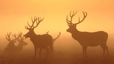 Vibrant Silhouettes Wallpaper Animals Wallpaper 4K 3840x2160 Silhouettes, Of, Majestic, Deer, Stand, In, A, Misty, Landscape, Bathed, Warm, Hues, Orange, Purple, Ultrawide, 4k