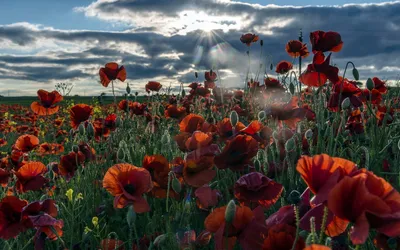 Epic Vibrant Wallpaper Nature Wallpaper 4K 1920x1200 Vibrant, Red, Poppies, Bloom, In, A, Lush, Field, Under, Dramatic, Sky, Creating, White, Gray, Ultrawide, Full HD