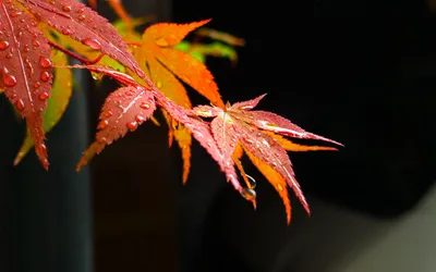 Close Vibrant Autumn Nature Wallpaper 4K 2560x1600 A, Close-up, Of, Vibrant, Autumn, Leaves, With, Droplets, Water, Showcasing, Stunning, Colors, Orange, Pink, Ultrawide, QHD