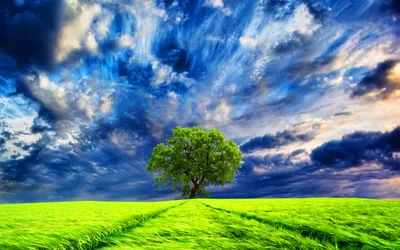 Vibrant Green Field Nature Wallpaper 4K 1920x1200 A, Vibrant, Green, Field, Under, Dramatic, Sky, Features, Solitary, Tree, Embodying, Beauty, Yellow, Pink, Ultrawide, Full HD