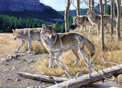 Four Wolves Natural Setting Wallpaper 4K, Animals category