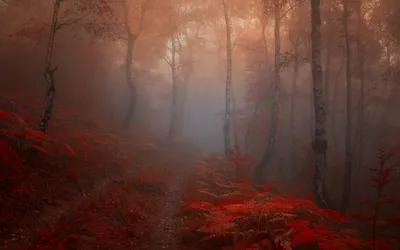Foggy Autumn Forest Vivid Red Nature Wallpaper 4K 2560x1600 A, Foggy, Autumn, Forest, With, Vivid, Red, Foliage, Captured, Desktop, Mist, Envelops, Brown, Ultrawide, QHD