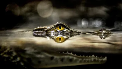 Epic General Wallpaper Abstract Wallpaper 4K 1920x1080 Wallpaper, General, 1920x1080, Gray, White, Ultrawide, Full HD