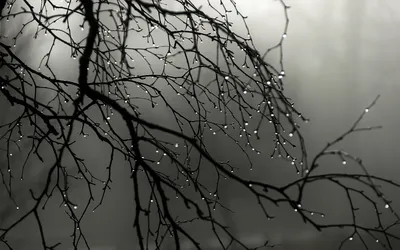 Dreamy Silhouetted Wallpaper Abstract Wallpaper 4K 1920x1200 Hd, Desktop, Wallpaper:, Featuring, Sharp, Silhouetted, Branches, With, Water, Droplets, Against, Soft, Gray, Ultrawide, Full HD