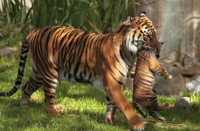 Golden Tiger Wallpaper Animals Wallpaper 4K 2048x1341 Hd, Desktop, Wallpaper, Featuring, A, Tiger, Carrying, Its, Cub, Gently, Lush, Green, Gray, Brown, Ultrawide, Full HD