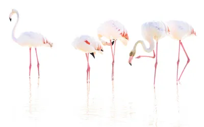 Group Elegant Flamingos Standing Feeding Abstract Wallpaper 4K 1920x1202 Hd, Desktop, Wallpaper, Featuring, A, Group, Of, Elegant, Flamingos, Standing, Feeding, Shallow, White, Ultrawide, Full HD