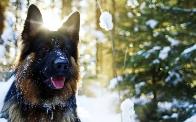 Radiant Majestic Wallpaper Nature Wallpaper 4K 1920x1200 A, Majestic, German, Shepherd, In, Snowy, Forest, Captured, Making, Stunning, Desktop, White, Ultrawide, Full HD