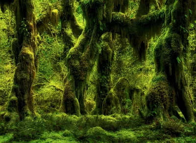 Vibrant Forest Tall Moss Nature Wallpaper 4K 2048x1490 A, Vibrant, Forest, Scene, Featuring, Tall, Moss-covered, Trees, Rich, Greenery, Immerses, You, Brown, Landscape, Full HD