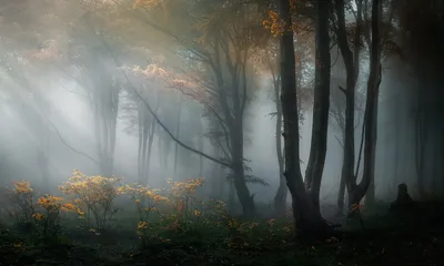Calm Foggy Wallpaper Nature Wallpaper 4K 1920x1154 A, Foggy, Forest, Scene, In, Autumn, With, Soft, Sunlight, Filtering, Through, Trees, Gray, Ultrawide, Full HD