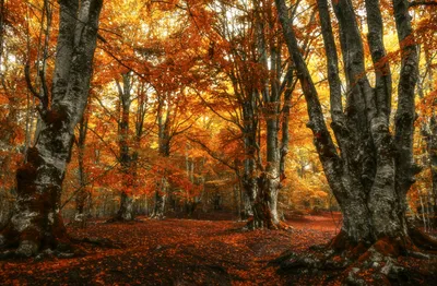 Misty Vibrant Wallpaper Nature Wallpaper 4K 6000x3936 A, Vibrant, Fall, Forest, Scene, With, Orange, And, Red, Leaves, Captured, Stunning, Brown, Ultrawide, 4k
