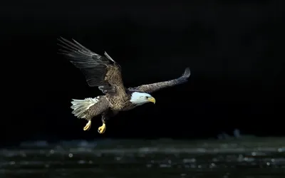 Crisp Bald Wallpaper Black/Dark Wallpaper 4K 1920x1200 A, Striking, Bald, Eagle, In, Flight, Against, Dark, Showcasing, Majestic, Wings, Sharp, Gray, Ultrawide, Full HD