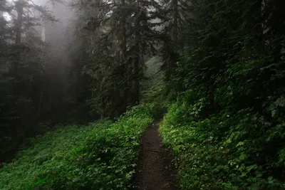 Sleek Dark Wallpaper Nature Wallpaper 4K 1920x1282 A, Dark, Green, Forest, Path, Winds, Through, Dense, Trees, Foliage, Captured, High, Gray, Landscape, Full HD