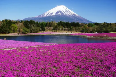 Vibrant Field Purple Nature Wallpaper 4K 1920x1280 Hd, Pc, Desktop, Wallpaper, Featuring, A, Vibrant, Field, Purple, Flowers, Tranquil, Lake, Pink, Gray, White, Landscape, Full HD
