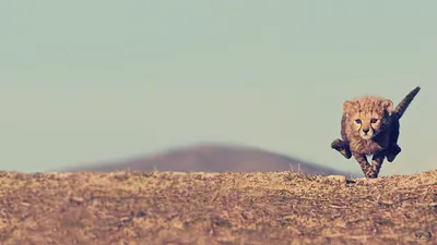 Cheetah Sprinting Across Barren Nature Wallpaper 4K 1920x1080 Hd, Wallpaper, Of, A, Cheetah, Sprinting, Across, Barren, Landscape, Soft-focus, Mountain, Captured, Gray, Ultrawide, Full HD