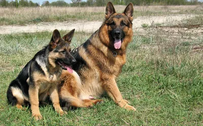 Two German Shepherds Sitting Green World Wallpaper 4K 1920x1200 Hd, Desktop, Wallpaper, Of, Two, German, Shepherds, Sitting, Green, Grass, Countryside, Gray, Ultrawide, Full HD