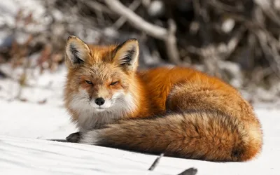 Serene Fox Rests Snowy Nature Wallpaper 4K 1920x1200 A, Serene, Fox, Rests, On, Snowy, Landscape, Showcasing, Vibrant, Orange, Fur, Bushy, White, Ultrawide, Full HD
