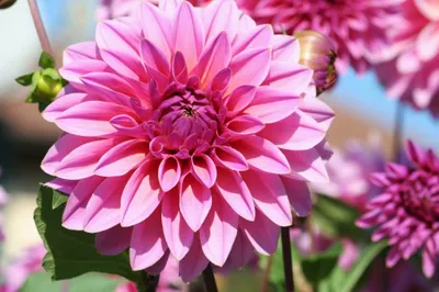 Dark Close Wallpaper Nature Wallpaper 4K 2000x1334 Close-up, Of, A, Vibrant, Pink, Flower, In, Full, Bloom, Green, Leaves, Soft-focus, White, Landscape, Full HD