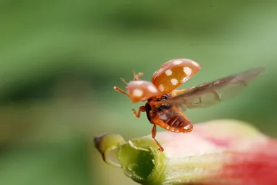 Animal Insect Animals Animals Wallpaper 4K 3392x2271 Animal, Insect, Hd, Desktop, Wallpaper, Background, Image, Brown, Gray, Landscape, QHD