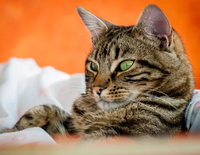 Lounging Tabby Cat Bright Green Animals Wallpaper 4K 2409x1867 Hd, Pc, Desktop, Wallpaper, Of, A, Lounging, Tabby, Cat, Bright, Green, Eyes, Purple, Orange, White, Square, Full HD