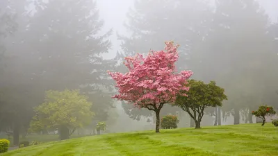Vibrant Serene Wallpaper Nature Wallpaper 4K 1920x1080 A, Serene, Landscape, Featuring, Vibrant, Pink, Tree, Emerging, Dense, Fog, Surrounded, Lush, Gray, Ultrawide, Full HD