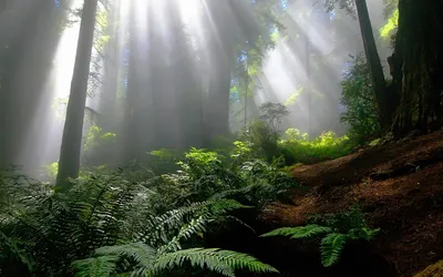 Sleek Serene Wallpaper Nature Wallpaper 4K 1920x1200 A, Serene, Forest, Scene, Featuring, Vibrant, Green, Ferns, Towering, Trees, Illuminated, Sunbeams, Gray, Ultrawide, Full HD