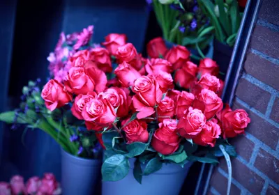 Epic Vibrant Wallpaper Nature Wallpaper 4K 2856x2000 A, Vibrant, Still, Life, Of, Red, Roses, Surrounded, Greenery, Showcasing, Beauty, Nature, Pink, Brown, Landscape, QHD
