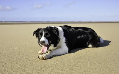Black White Border Nature Wallpaper 4K 1920x1200 Hd, Pc, Desktop, Wallpaper, Featuring, A, Black, And, White, Border, Collie, Lying, Gray, Ultrawide, Full HD