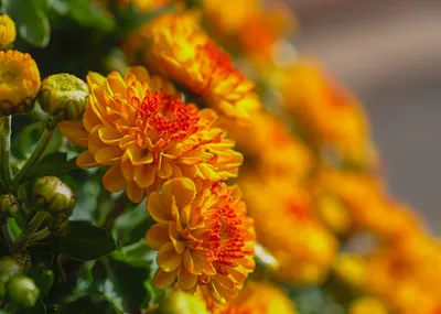 Misty Blur Wallpaper Nature Wallpaper 4K 5422x3865 Blur, Bud, Close-up, Nature, Chrysanthemum, Hd, Desktop, Wallpaper, Orange, Purple, Landscape, 4k