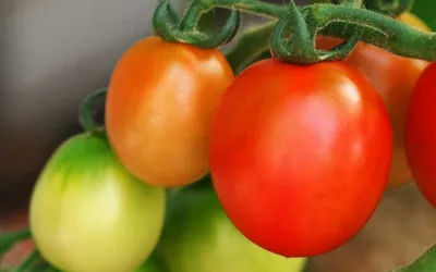 Calm Close Wallpaper Abstract Wallpaper 4K 1920x1200 Hd, Pc, Desktop, Wallpaper, Close-up, Of, Ripe, Red, Green, Cherry, Tomatoes, Vine, Gray, Ultrawide, Full HD