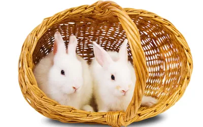 Radiant Two Wallpaper Abstract Wallpaper 4K 1920x1200 Hd, Desktop, Wallpaper, Featuring, Two, White, Rabbits, In, Wicker, Basket, Against, Ultrawide, Full HD