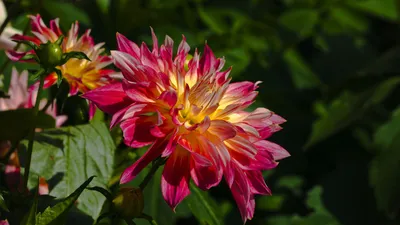 Golden Vibrant Wallpaper Nature Wallpaper 4K 1920x1080 A, Vibrant, Dahlia, Flower, In, Stunning, Shades, Of, Pink, Yellow, Set, Against, Brown, Ultrawide, Full HD