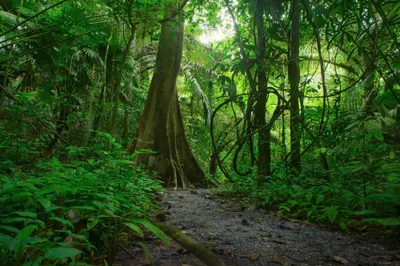 Dark Serene Wallpaper Nature Wallpaper 4K 4000x2666 Hd, Desktop, Wallpaper, Featuring, A, Serene, Forest, Path, Surrounded, Lush, Greenery, Trees, Gray, Orange, Ultrawide, 4k